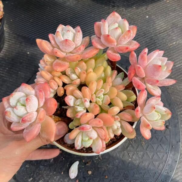 xSedeveria 'Maxwell'