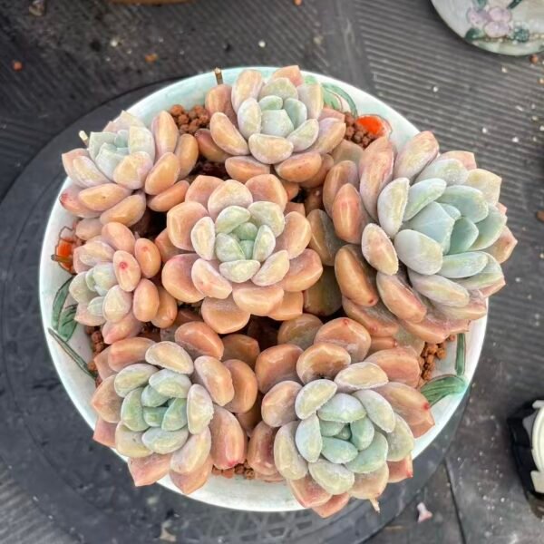 167. Echeveria 'Ice Orange'