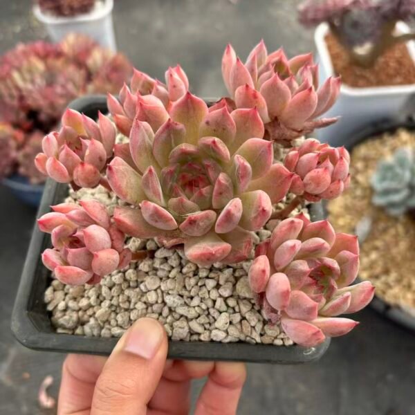 212. Echeveria 'SP'