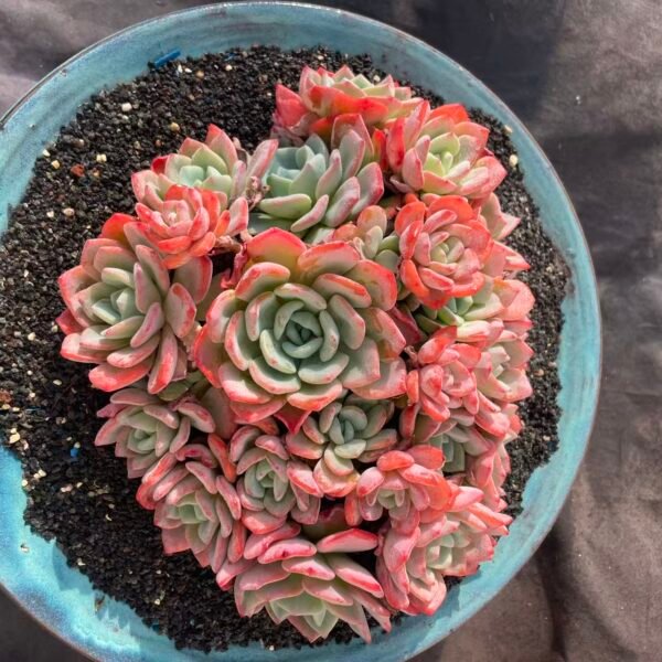 460.Echeveria 'Cold Orange