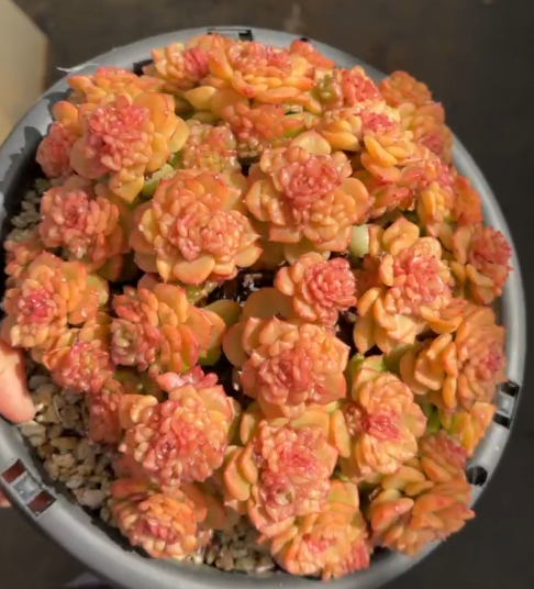 200. Echeveria 'Wax'