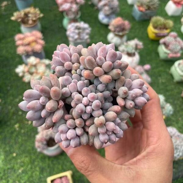 494. Echeveria 'Tang Yuan'