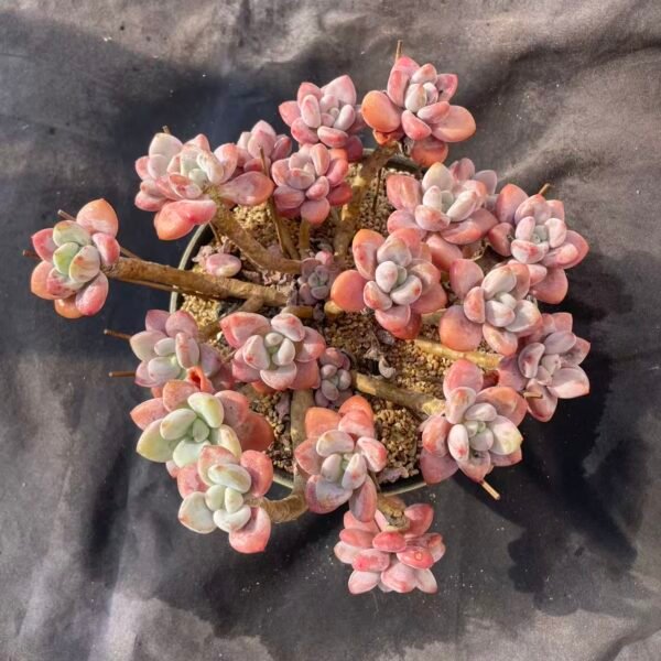 448.Echeveria 'Red Roselle'