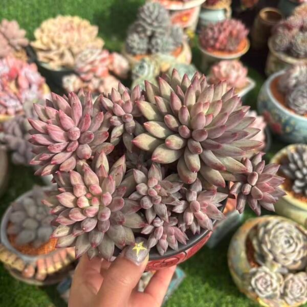 506.Pachyphytum 'Poppy '