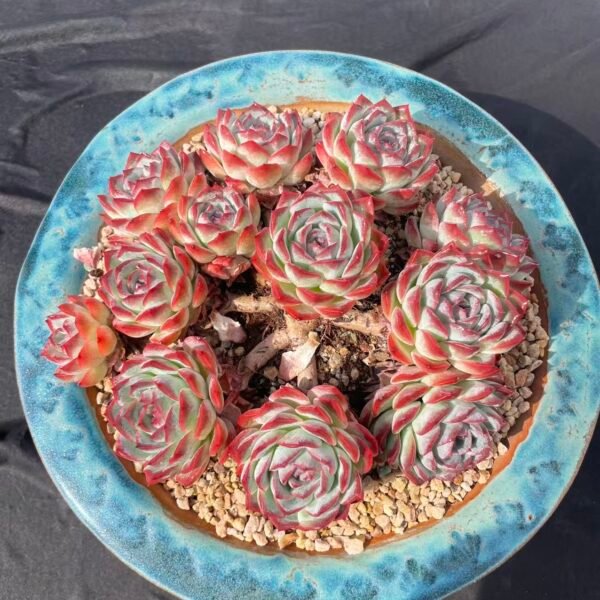 324.  Echeveria sasa