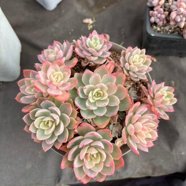 214. Echeveria 'Silk Veil'