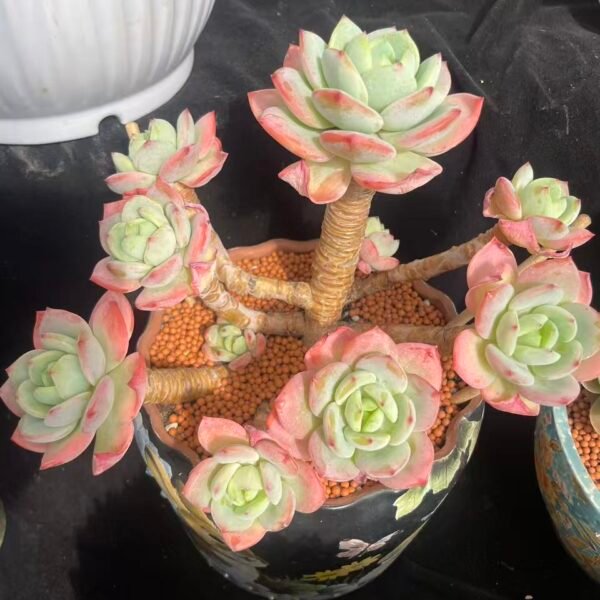 497.Echeveria 'Grapefruit Tea'