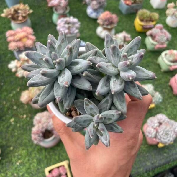 493. Pachyphytum compactum