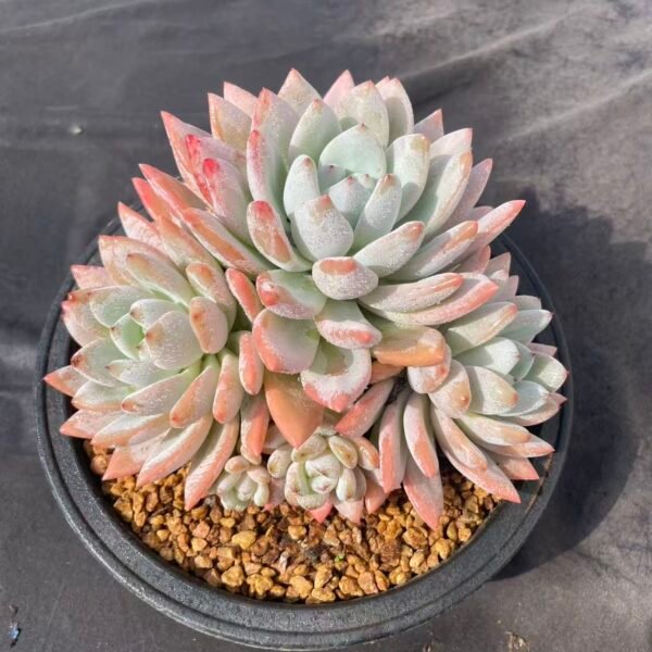 356. Echeveria ‘Xing Xing Xue’