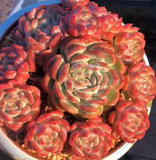 167. Echeveria 'Houmeng'