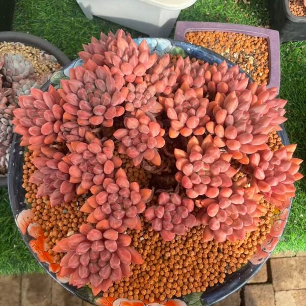 501. Pachyphytum 'Crystal Ball'