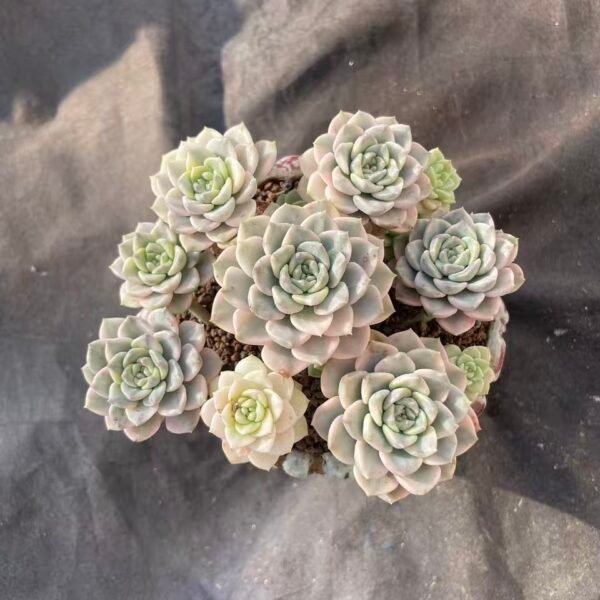 416. Echeveria 'Doll Variegata'