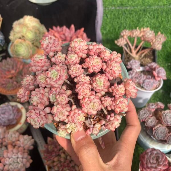 498.Echeveria 'Raccoon'