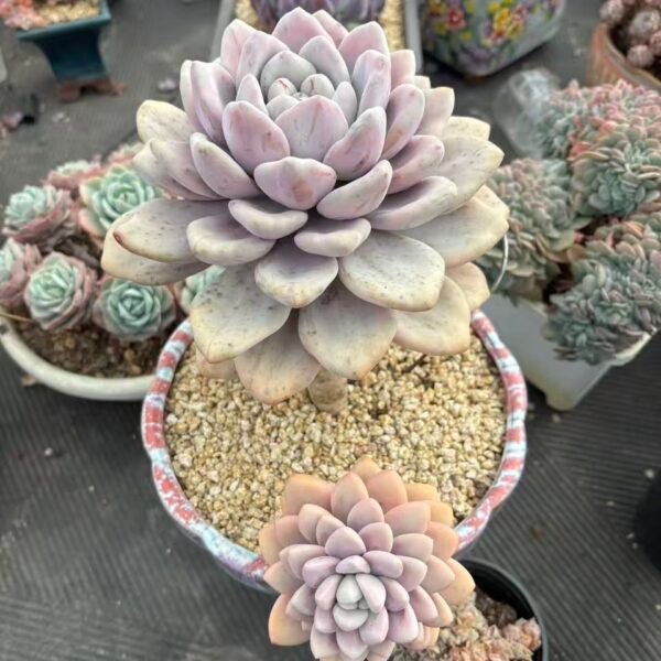 214. Graptoveria 'Opalina' Variegated