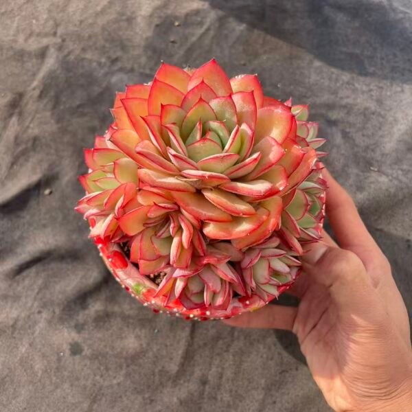 363. Graptoveria cv. Titubans