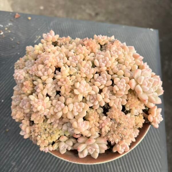 221.  Echeveria 'Cream Puff'