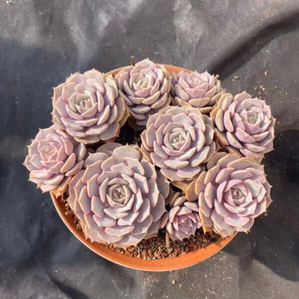 464.Echeveria 'Pink Butterfly