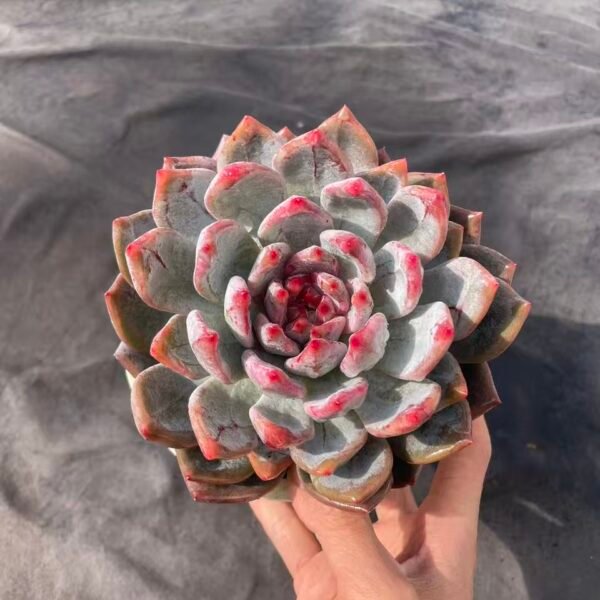 360. Echeveria 'ka'
