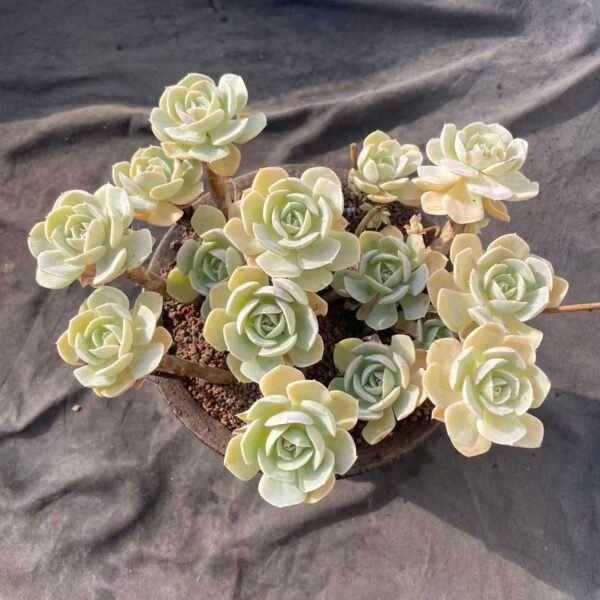 367. Echeveria 'San Carlos'