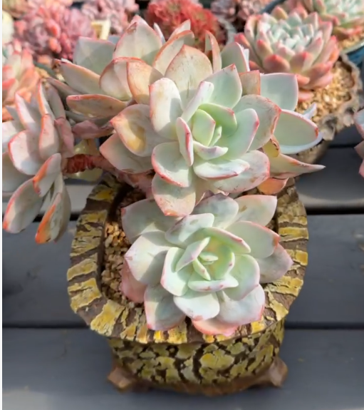 191.  Echeveria 'Cream Tea'