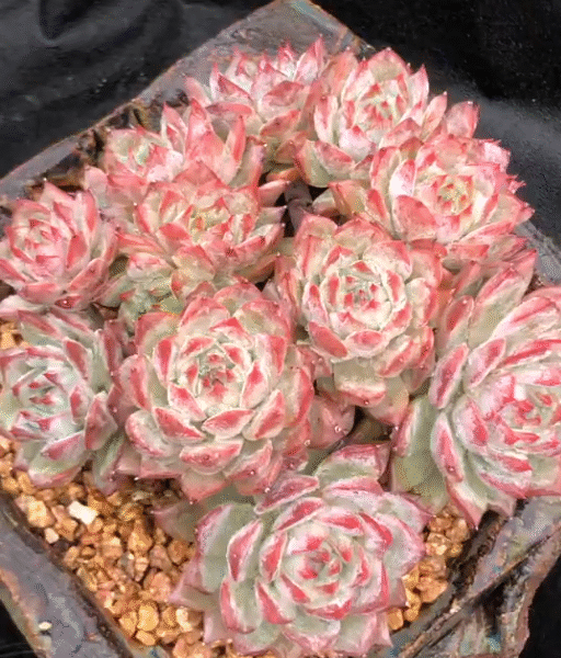 187. Echeveria 'Powder Blue'