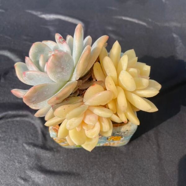 323.  Echeveria 'Orange Monroe'