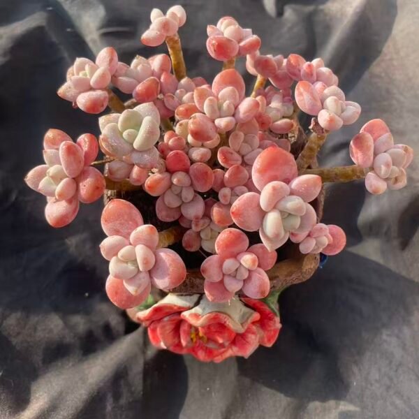 390.Echeveria 'Roselle'