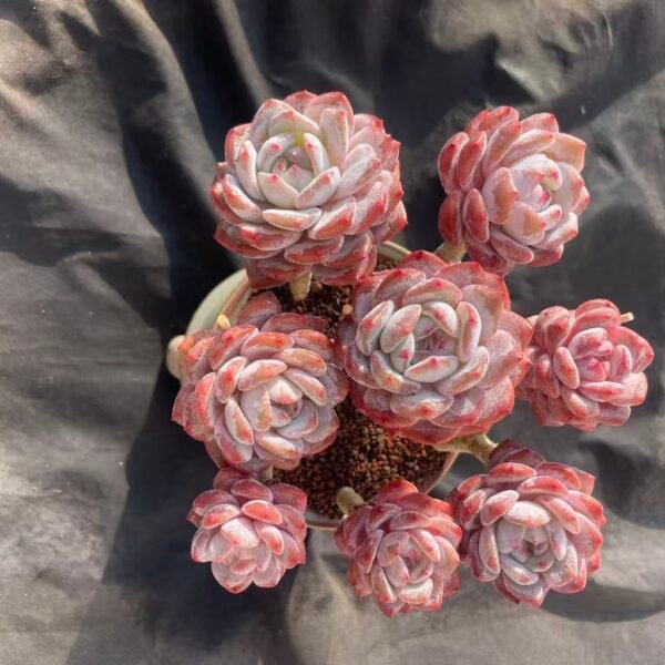 388.Echeveria 'Xing Ying' (Grafted Form)