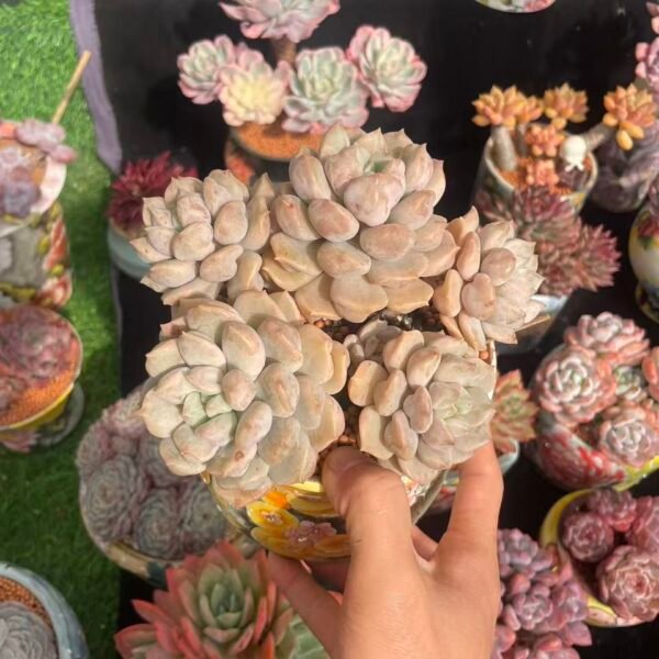 495.Echeveria 'Super Cheese'