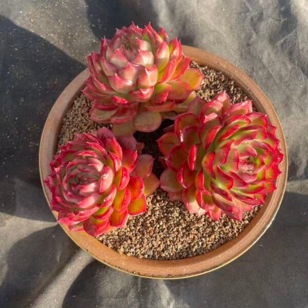 414.Echeveria 'Autumn Water'