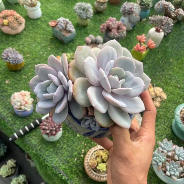 483. Echeveria 'Cream Tea'