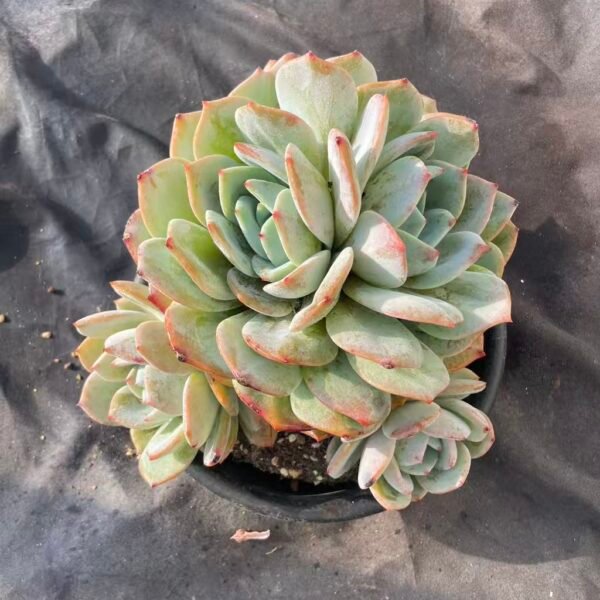 418. Echeveria 'Phoenix Orange'