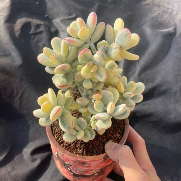 384.Cotyledon 'Funiang Variegata