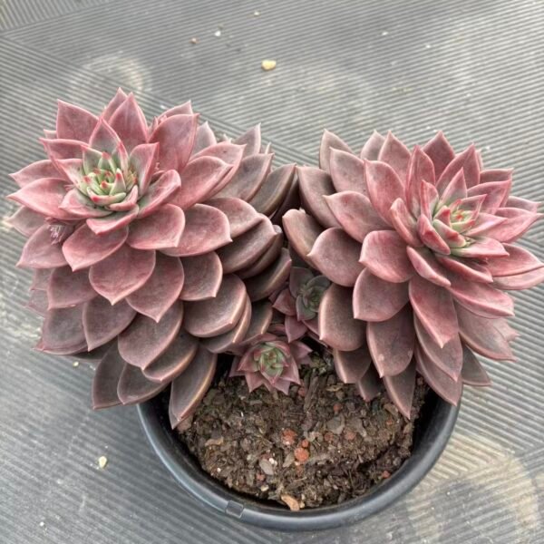 219. Echeveria 'Brown Sugar'