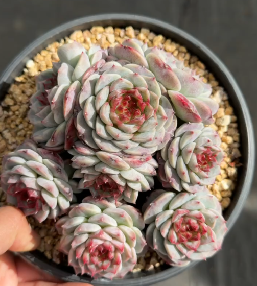 190. Echeveria 'Tianerong'