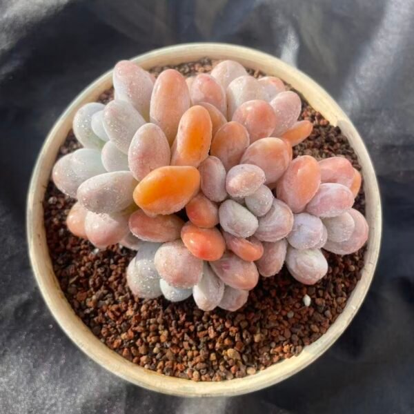 380. Pachyphytum 'Sweet Dumpling'