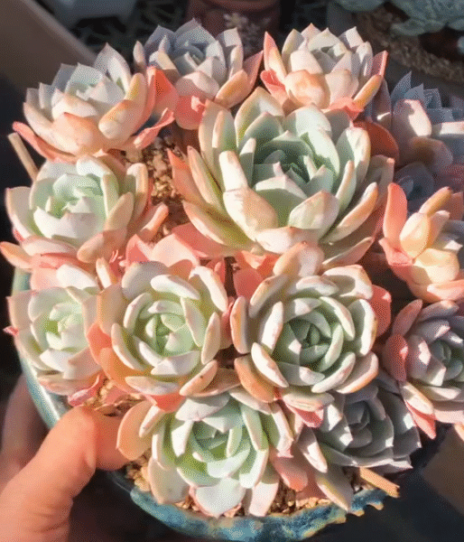 170. Echeveria 'Cream Tea'