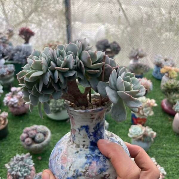 489.  Echeveria'Snow White'