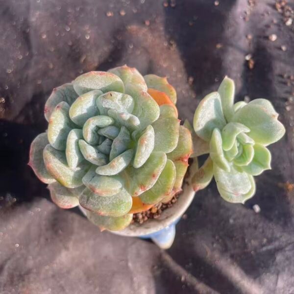 412.Pachyphytum 'Lao Lin Shi Cristata'