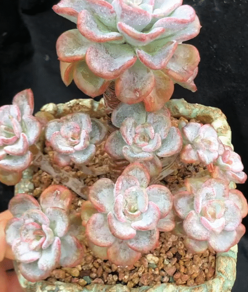 184. Echeveria 'Meikao'