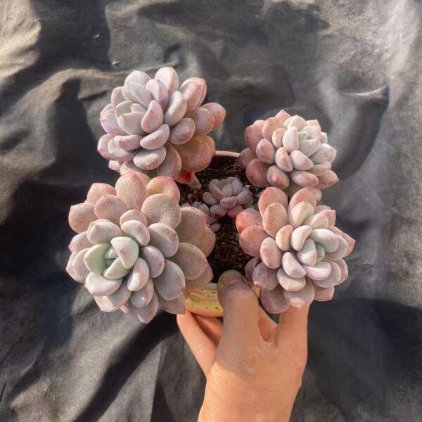 382.Echeveria 'Egret'