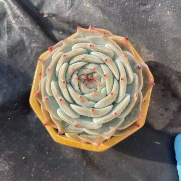 435. Echeveria 'Pi Ka Qiu'