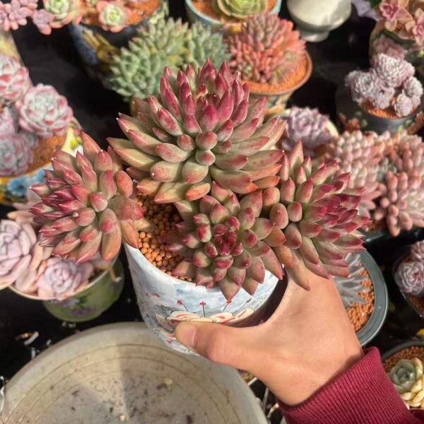 496. Pachyphytum 'Poppy II'