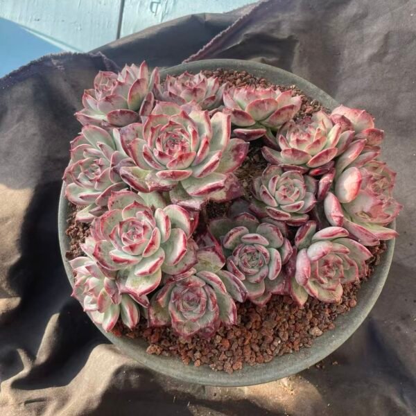 406.Echeveria 'Red Sugar Pull'