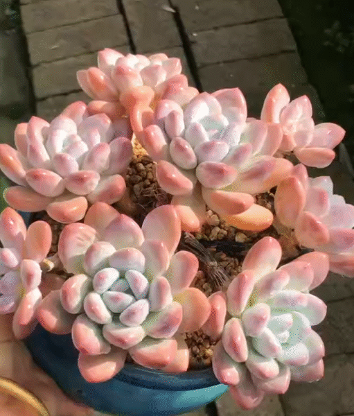 183. Echeveria 'Parfume'