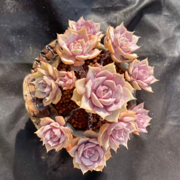 477. Echeveria 'Pink Butterfly'