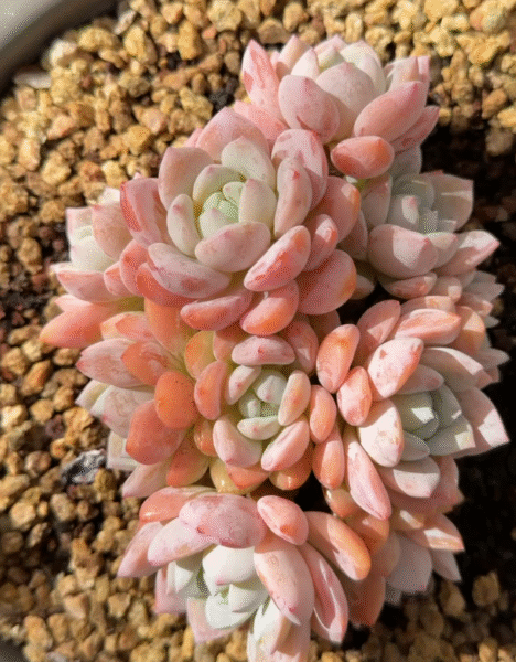 193. Echeveria 'Lengxiang'