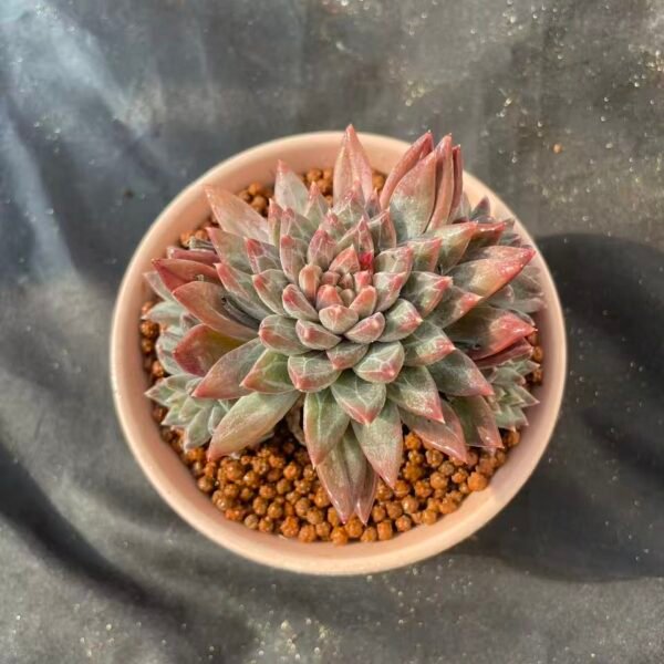 447.Echeveria 'Phantom'