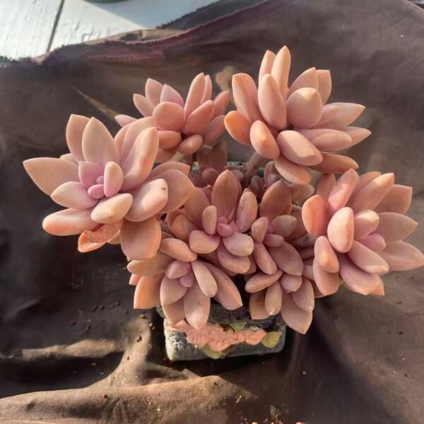 400.Echeveria 'Peach Frost'