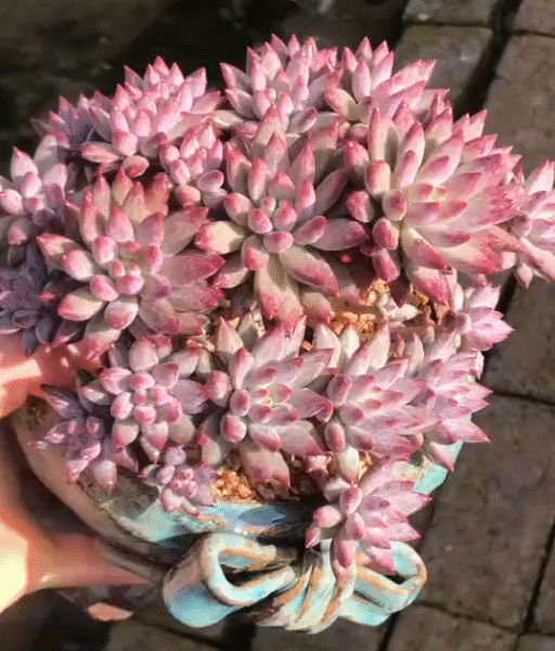 180. Echeveria 'Yu Mei Ren'